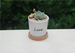 Κεραμική γλάστρα μπαμπού δίσκος